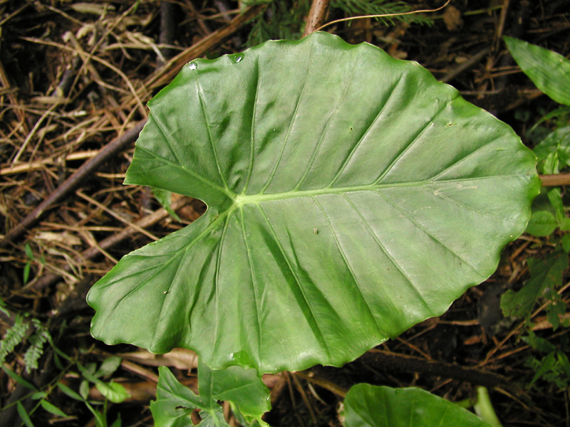 P8101533