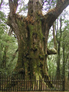 215P2059934