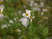 016P3299090