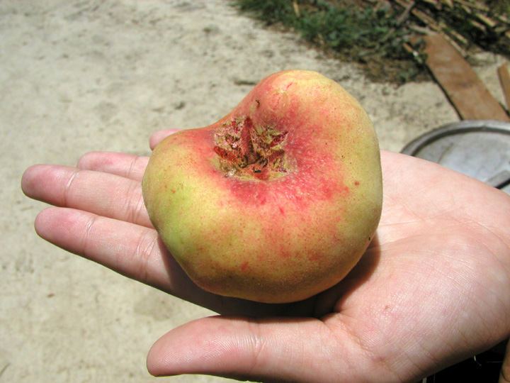 P7190035