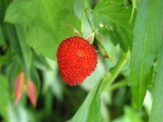 P7190043