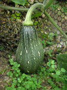 P7190126