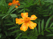 P7190127