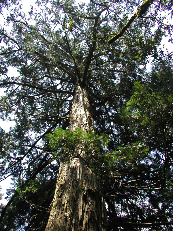 P4063192