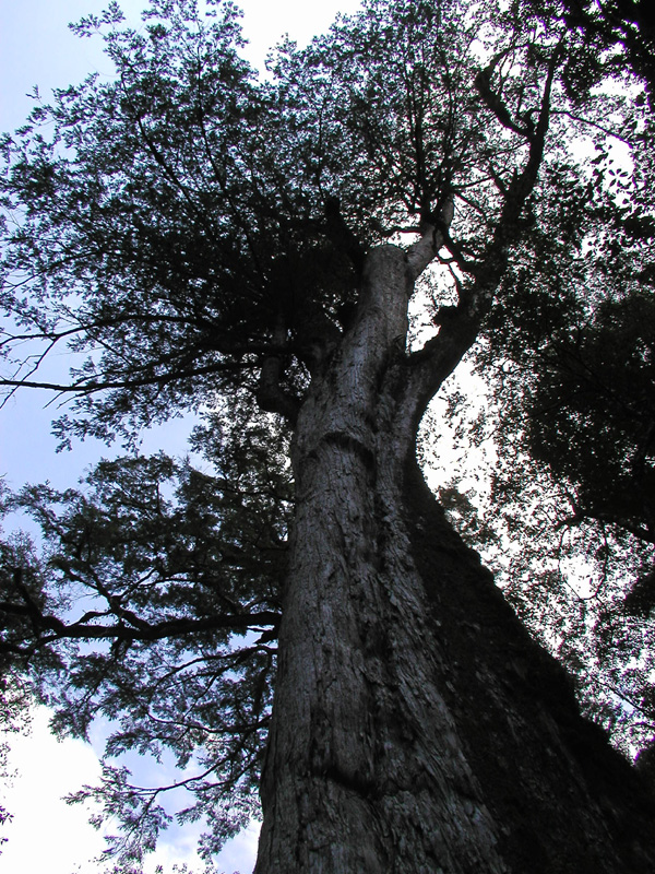 P4063219