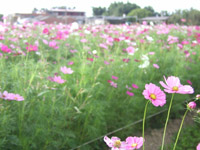 P1013636