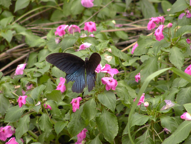 P5260628