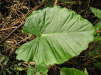 P8101533