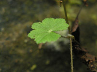 P8242036