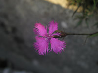 P8252126