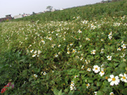 005P3290878