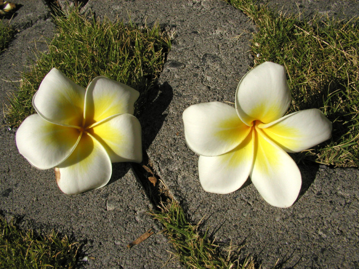 P7062989